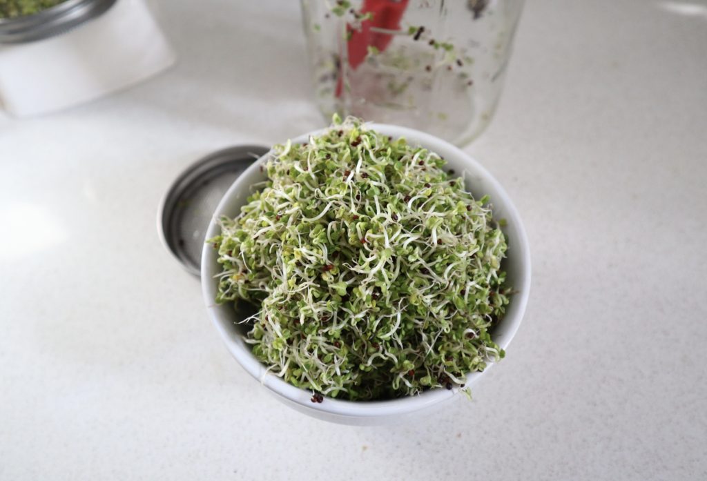 how i grow broccoli sprouts at home 