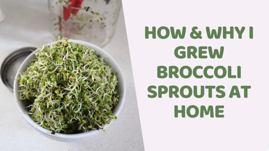dii-how-to-broccoli-sprouts at home kitchen counter 