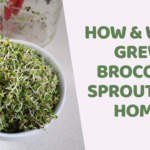 How & Why I Grew Broccoli Sprouts At Home