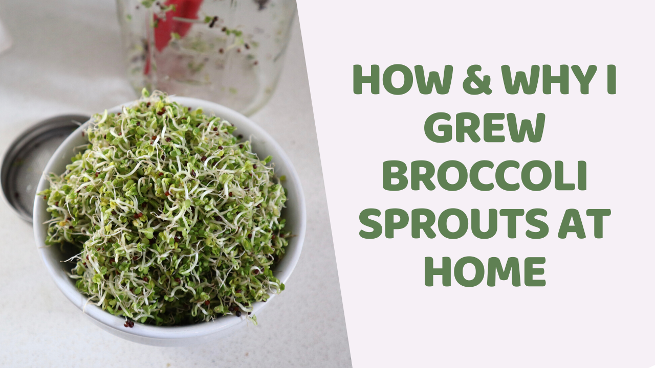 dii-how-to-broccoli-sprouts at home kitchen counter