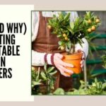 How (and Why) I’m Starting My Vegetable Garden In Containers