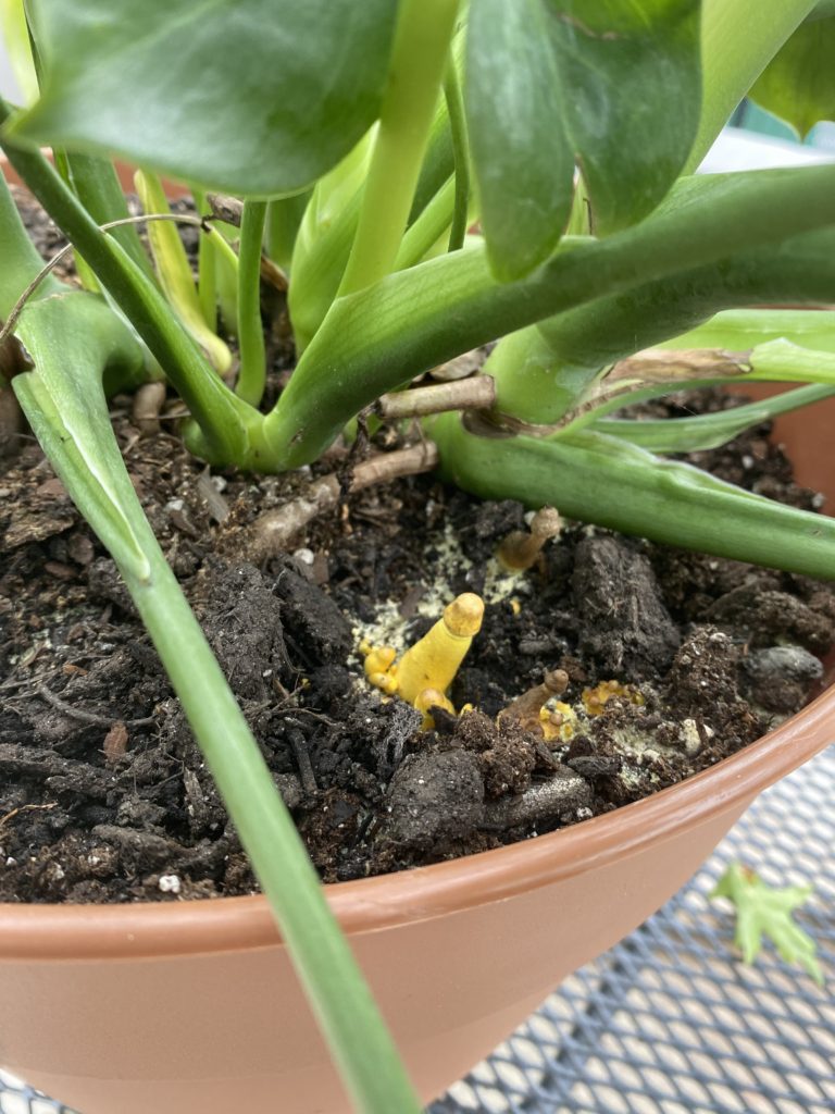 yellow mushroom in houseplant plant pot dapperling 