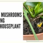 Yellow Mushrooms In My Houseplant: What I Did Wrong And What Happened To The Plant