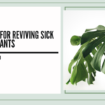 Houseplant Care 101: Tips For Helping Sick Houseplants
