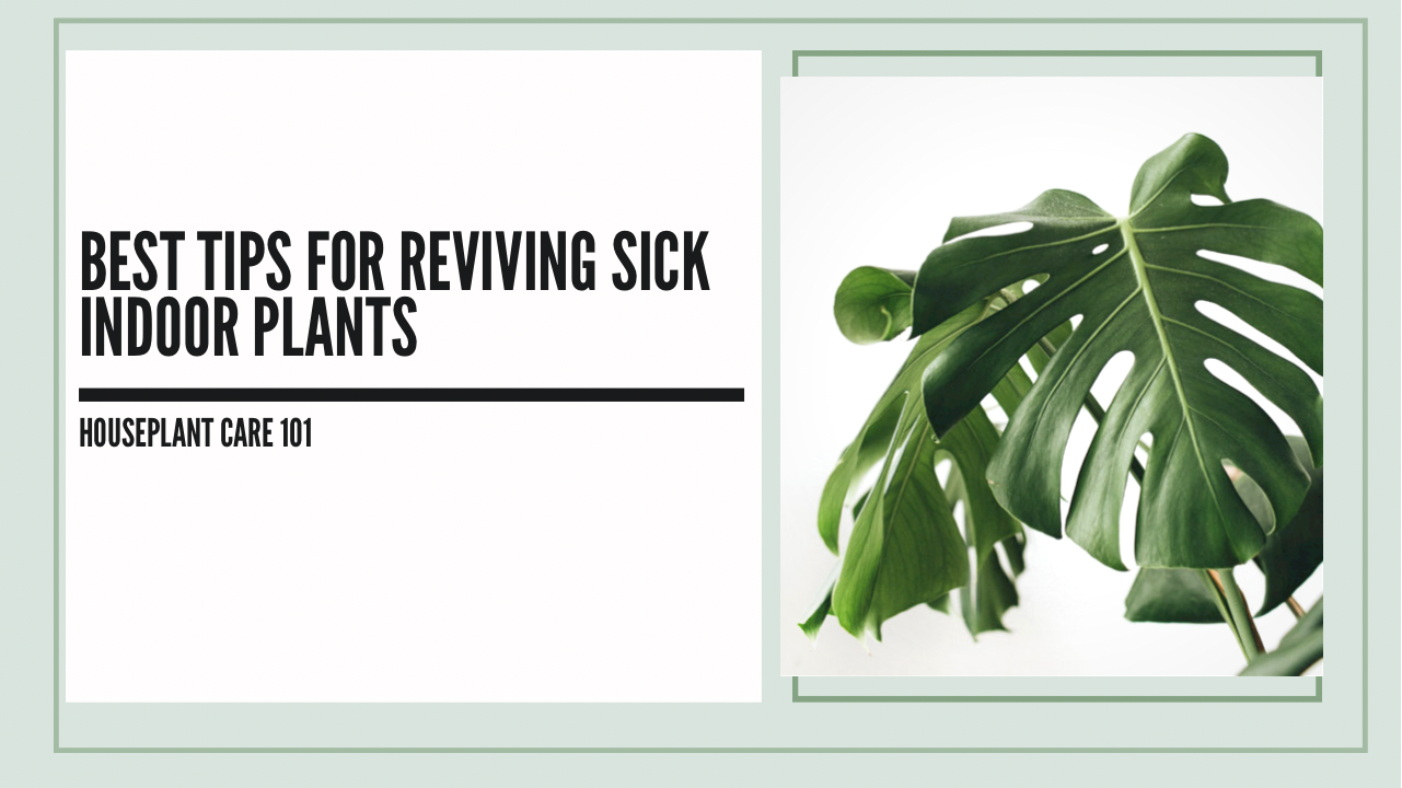 how to treat a sick plant