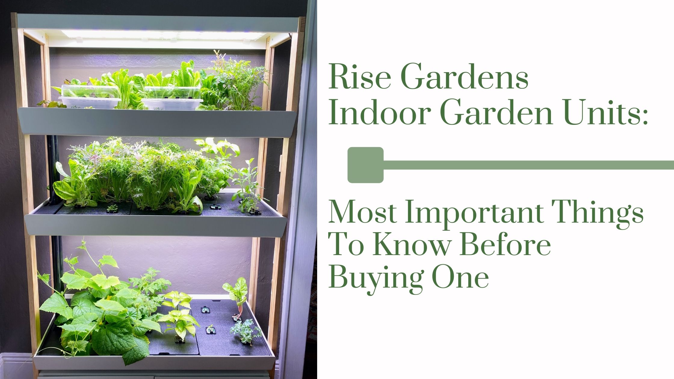 Rise Gardens Indoor Garden Review