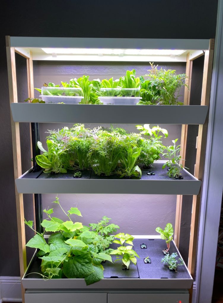 My indoor garden using the Rise Gardens Triple Family Garden Unit. 