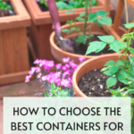 How To Choose The Best Containers For Container Gardening