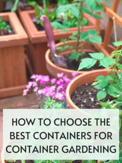 how to choose the best containers for container gardening
