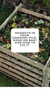 Maggots in your compost pile and how to fix it