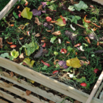 Maggots In Your Compost: Is This Good or Bad?