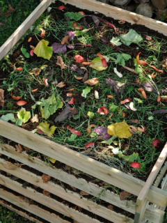 Maggots in your compost tips