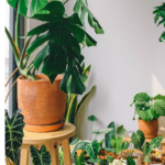 7 Best Soil Cover Ideas For Indoor Plants