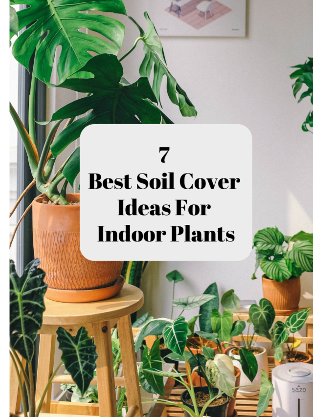 7 Best Soil Cover Ideas For Indoor Plants