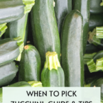 When to Pick Zucchini: Guide & Tips for Growing Squash