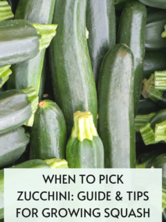 when to pick zucchini harvesting