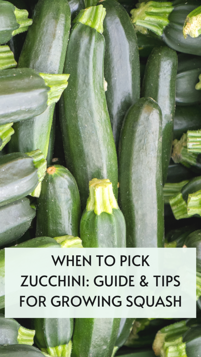 When to Pick Zucchini Guide & Tips for Growing Squash It's Me Lady G