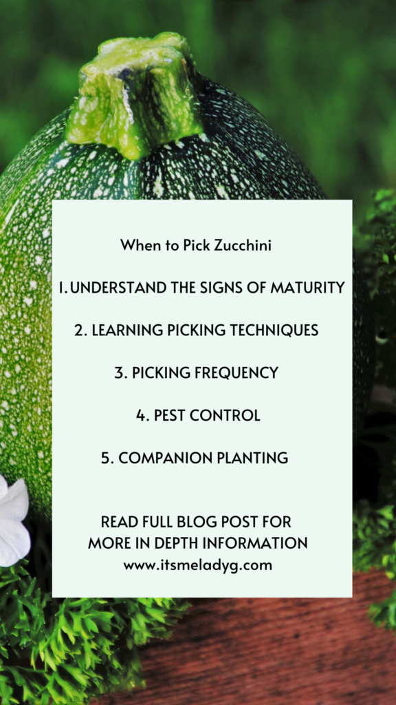 when to harvest zucchini when to pick zucchini