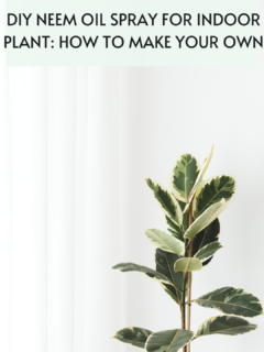 DIY-NEEM-OIL-SPRAY-FOR-INDOOR-PLANT-1