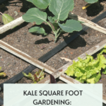 Kale Square Foot Gardening: How to Plant & Grow More