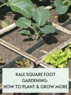 Kale-square-foot-gardeining