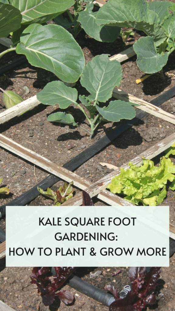 kale square foot gardening hot to plant and grow more
