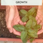 Best Potting Soil for Herbs: Essential Guide for Healthy Growth