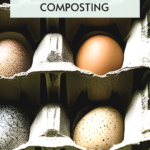 Can you compost egg cartons? Recycling vs. Composting