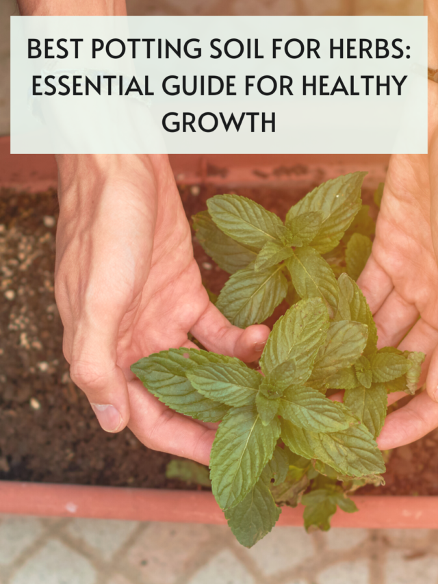 Best potting soil for herbs: essential guide for healthy growth
