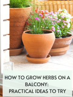 how-to-grow-herbs-on-a-balcony-