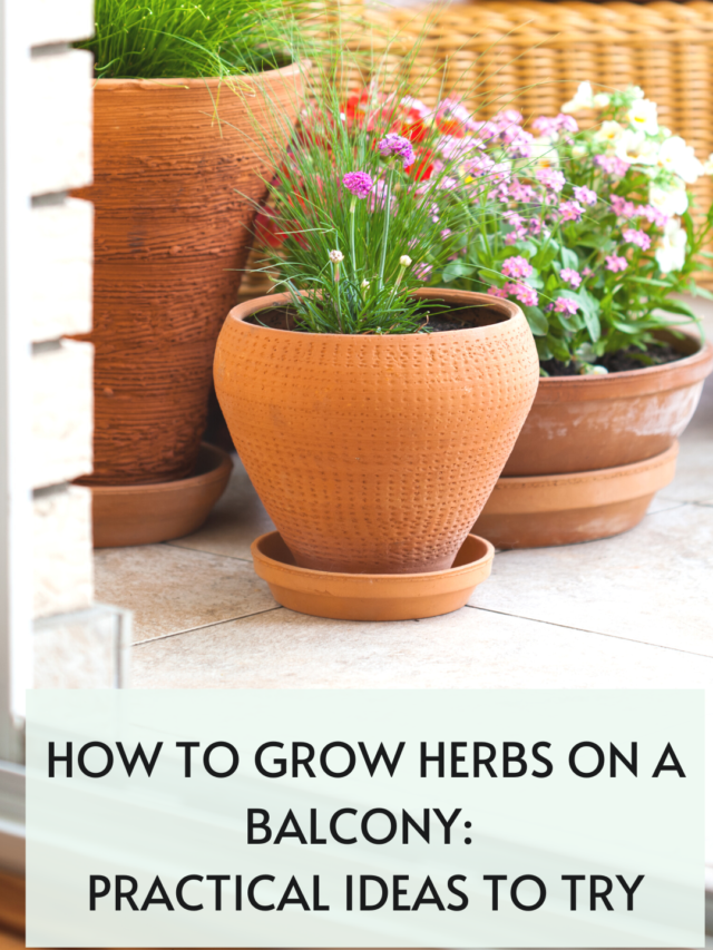 How to grow herbs on a balcony