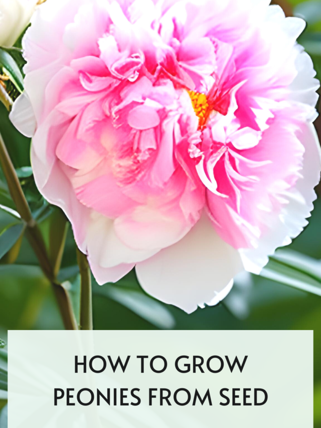 How to grow peonies from seed