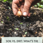 Soil vs. Dirt: What’s The Difference For Your Garden