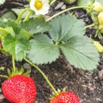 Early Strawberry Plant Growth Stages: Guide for Planting