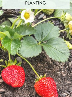 early-strawberry-plant-growth-stages