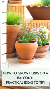 how-to-grow-herbs-on-a-balcony-