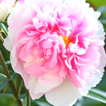 How To Grow Peonies From Seed: Peony Growing & Care Guide