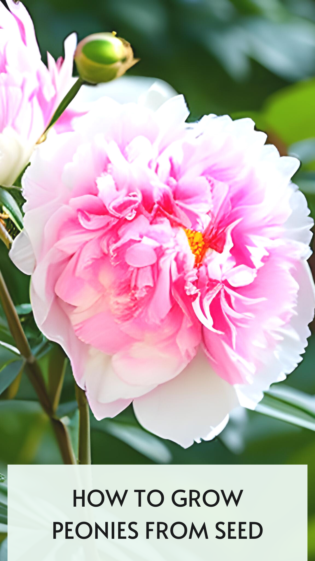 How To Grow Peonies From Seed: Peony Growing & Care Guide - It's Me Lady G