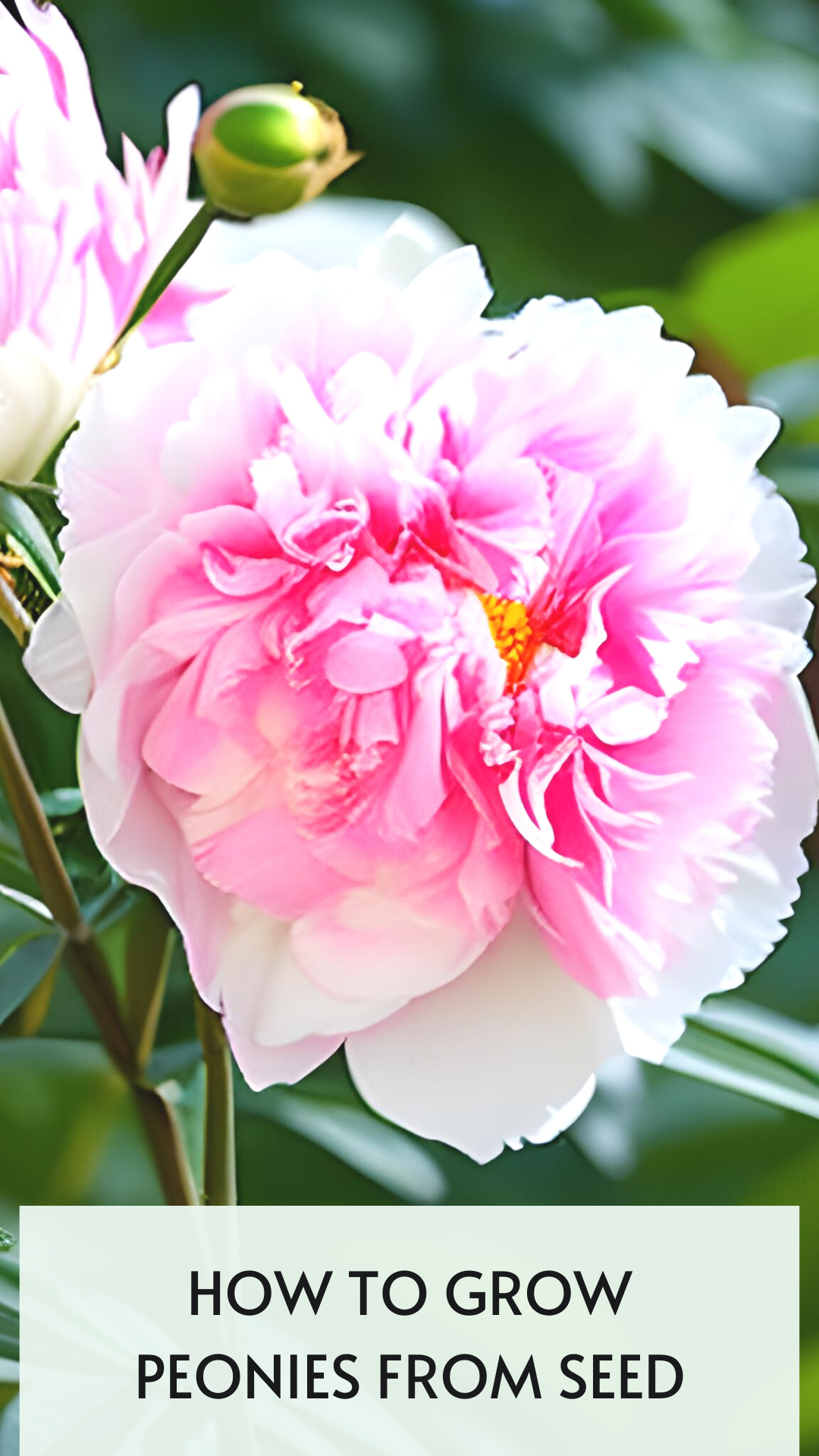 Growing Peonies From Seed 💐🌺💐 Collecting, Germinating and Growing to  Maturity 