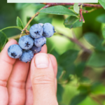 Using Vinegar To Acidify Soil For Blueberries: Tips & Guide