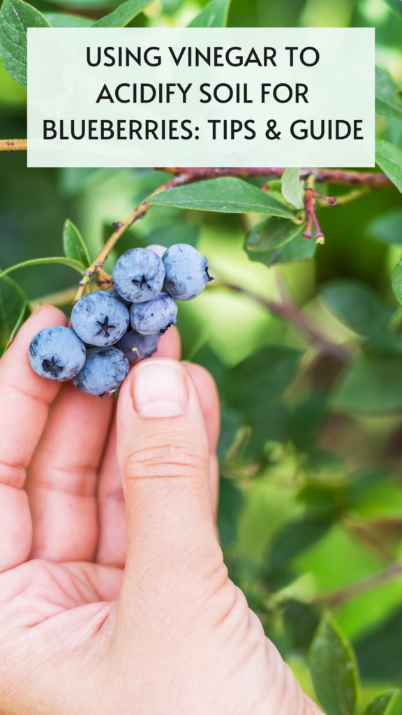 Using-vinegar-to-acidify-soil-for-blueberries