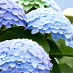 Best Fertilizer For Endless Summer Hydrangeas: Care Tips