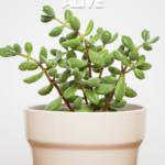 How Long Do Succulents Live? Ways to keep them alive