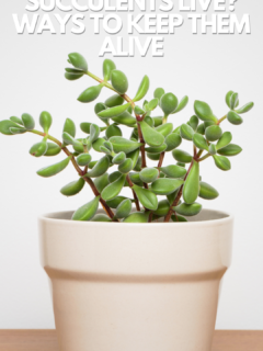 how-long-do-succulents-live