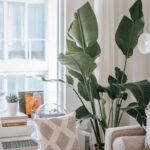 How To Make Indoor Plants Grow Faster: Easy tips For Growth