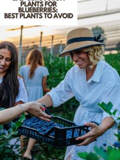 Bad-Companion-Plants-For-Blueberries-Best-Plants-To-Avoid