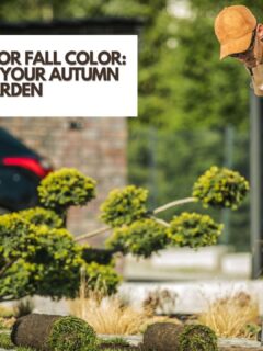 Perennials for fall color plants for your autumn garden