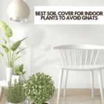Best Soil Cover For Indoor Plants To Avoid Gnats
