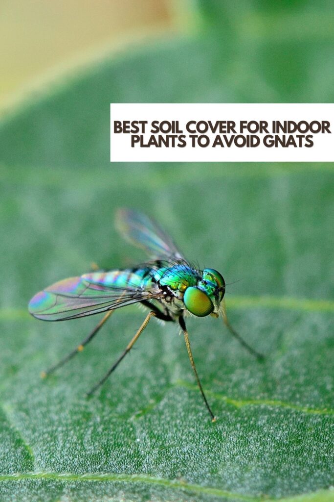 best soil cover for indoor plants to avoid gnats
