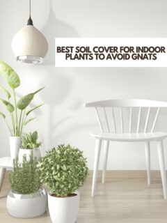 best soil cover for indoor plants to avoid gnats